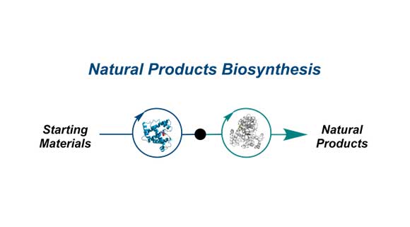 Natural Products Biosynthesis